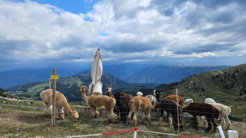 wlochszwajc prja24 141
